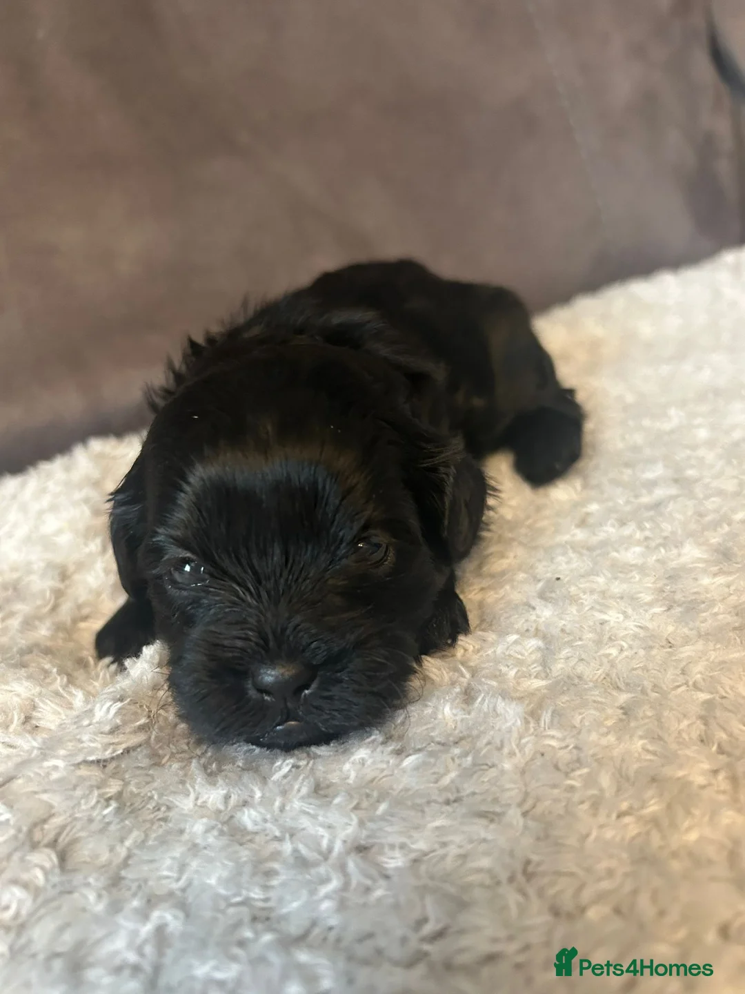 Shihpoo dogs for sale: Shihpoo puppies  - Advert 2