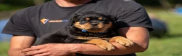 Rottweiler dogs for sale: KC registered Rottweiler Puppies - Advert 2