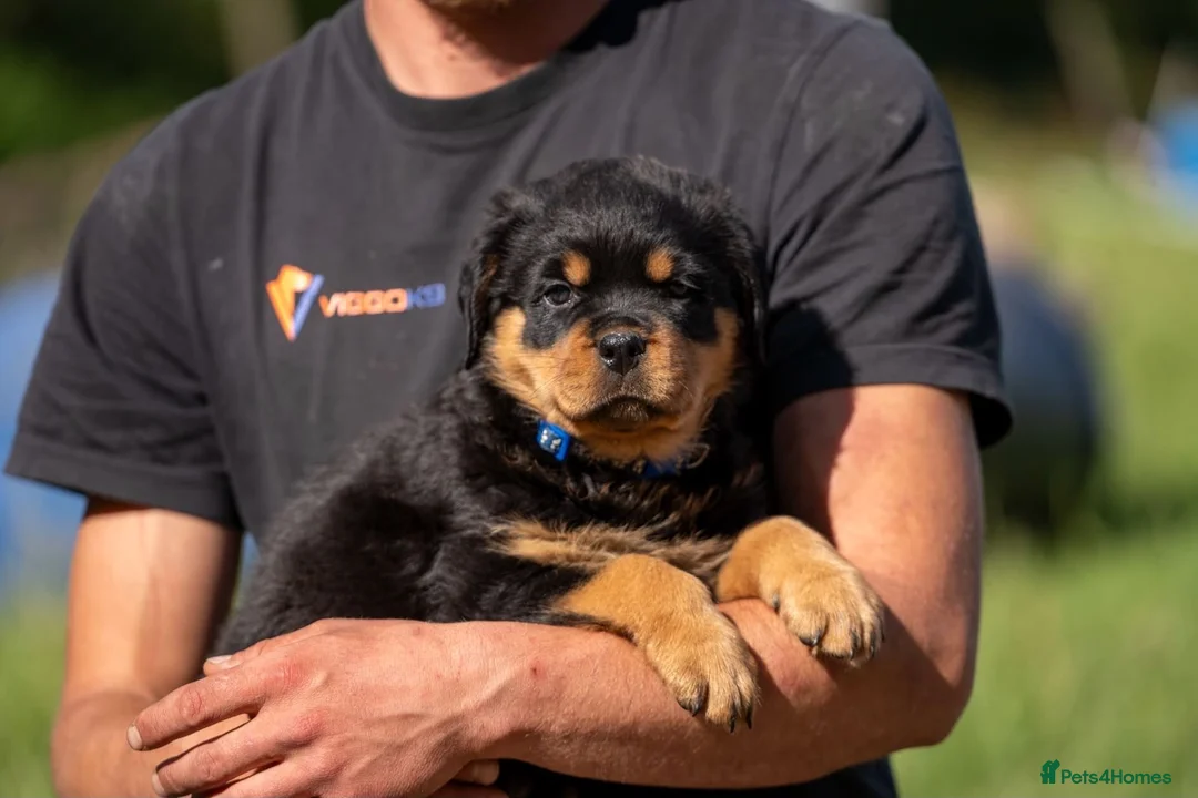 Rottweiler dogs for sale: KC registered Rottweiler Puppies - Advert 2