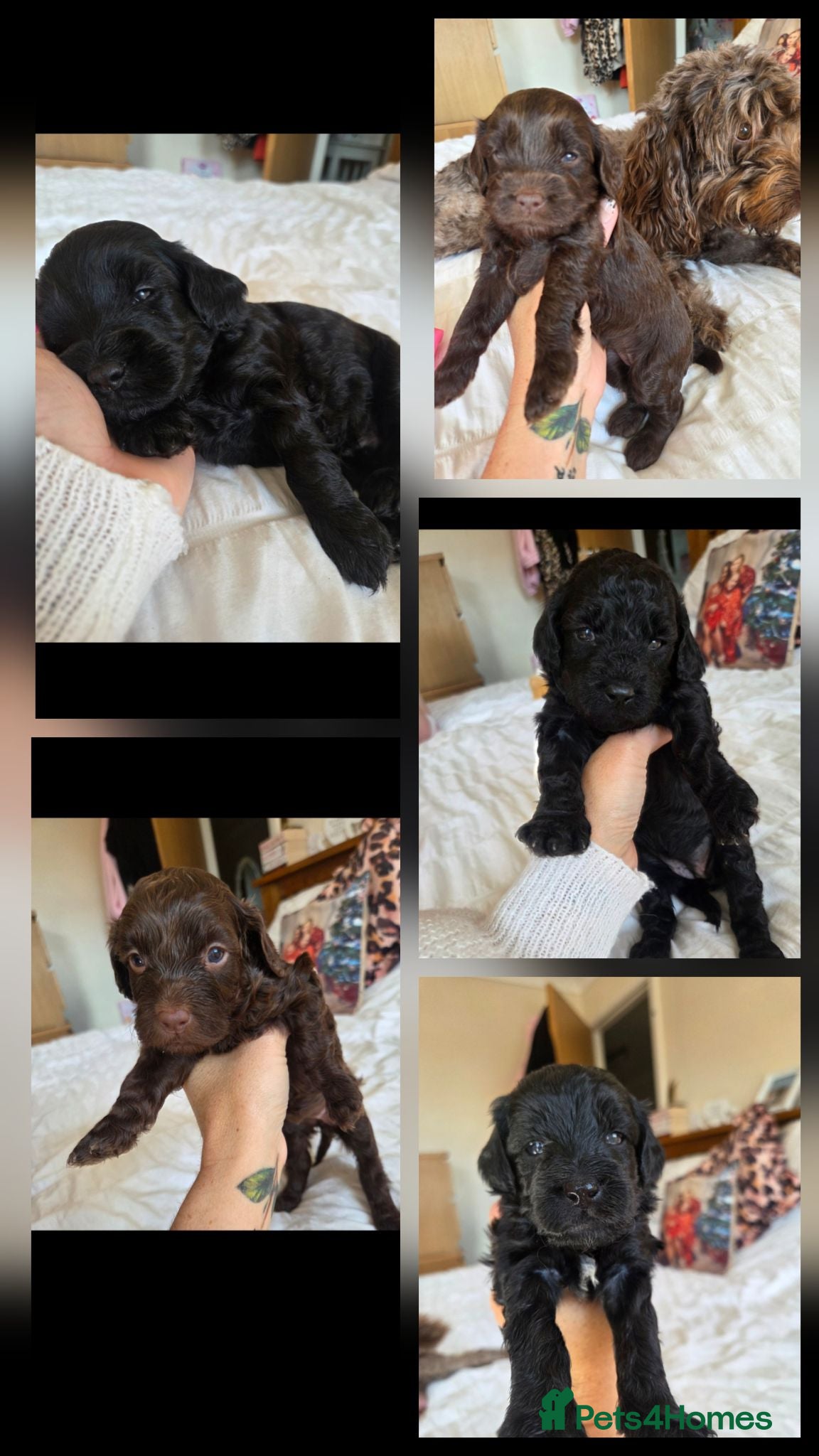 Cockapoo dogs F2 cockapoo puppies  - Advert 4