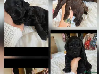 Cockapoo dogs F2 cockapoo puppies - Advert 4
