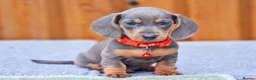 Miniature Dachshund dogs for sale: RAINBOW LITTER OF MINI DAX'S WOW 💯🔥  - Advert 3