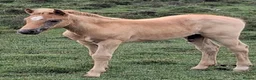 New Forest horses for sale: New Forest foals - Advert 3
