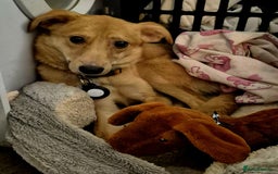 Mixed Breed dogs for adoption: 💖🐶 LESSY 🐶💖 - Image 7
