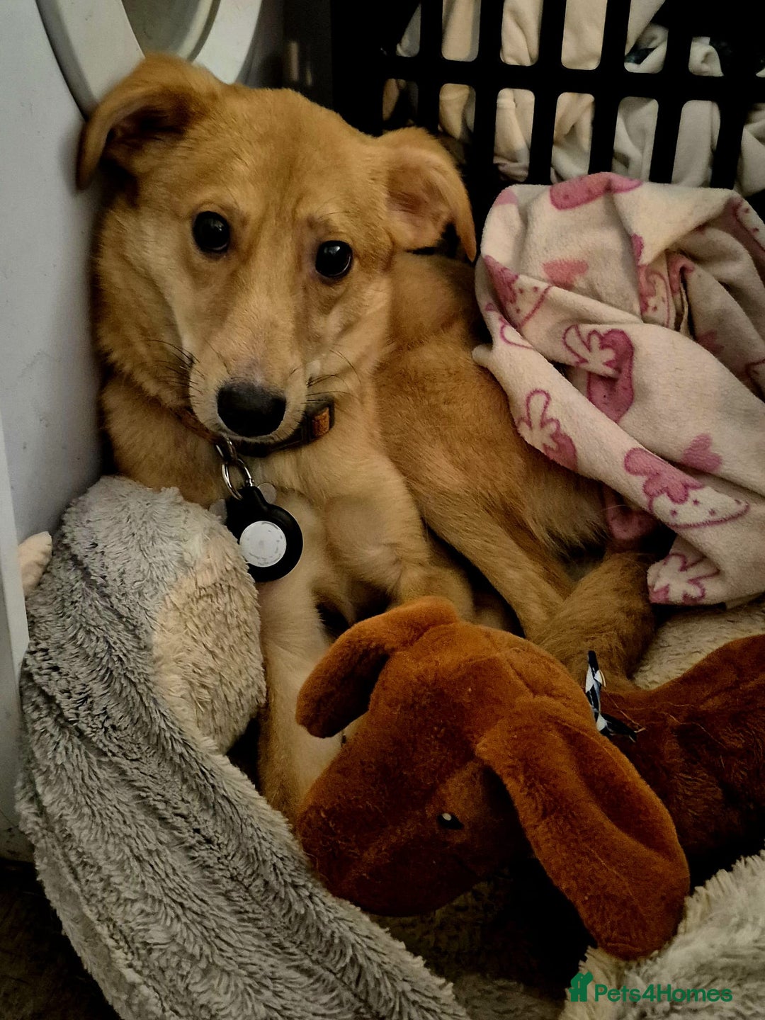 Mixed Breed dogs for adoption: 💖🐶 LESSY 🐶💖 - Image 7