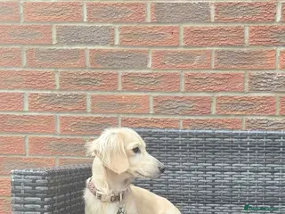 Miniature Dachshund dogs for stud: Iiee Cream long haired stud mini dachshund - Advert 2