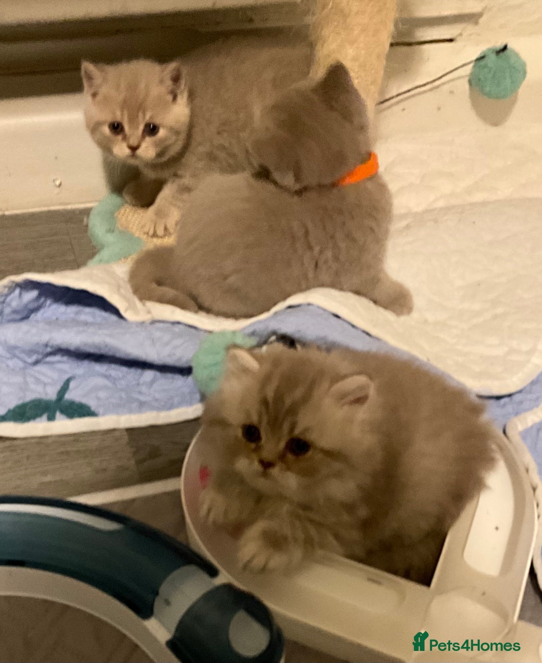 British Shorthair cats for sale: Purebred amazing BSH kittens - Advert 13