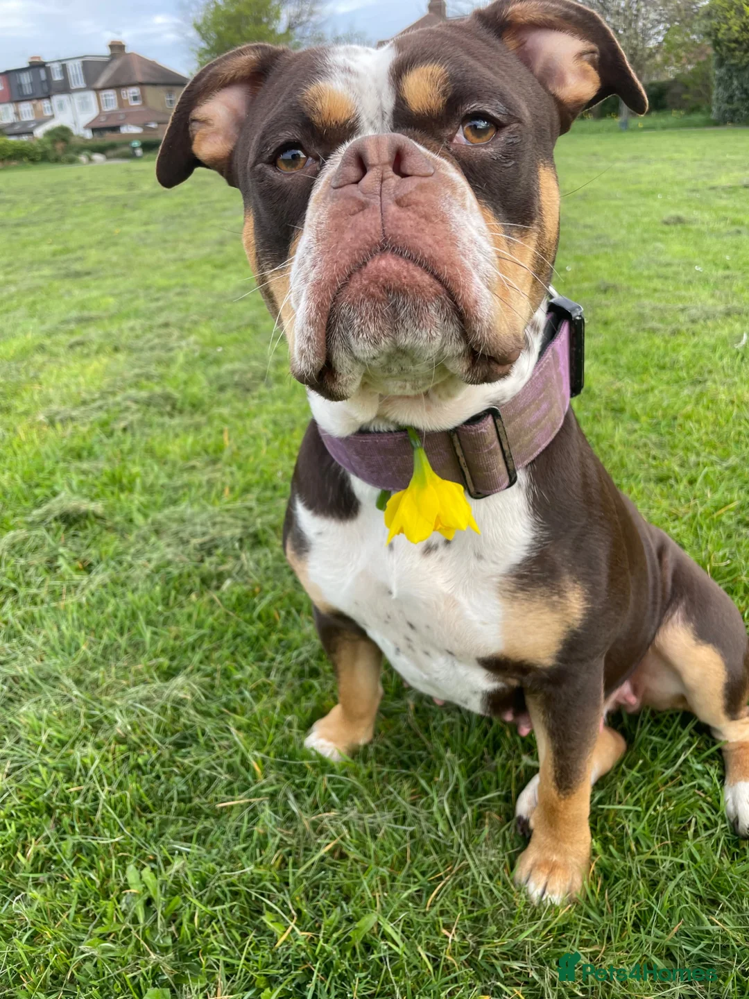 Old Tyme Bulldog dogs for sale: 8 OLD TYME BULLDOGS FOR SALE in London - Advert 1