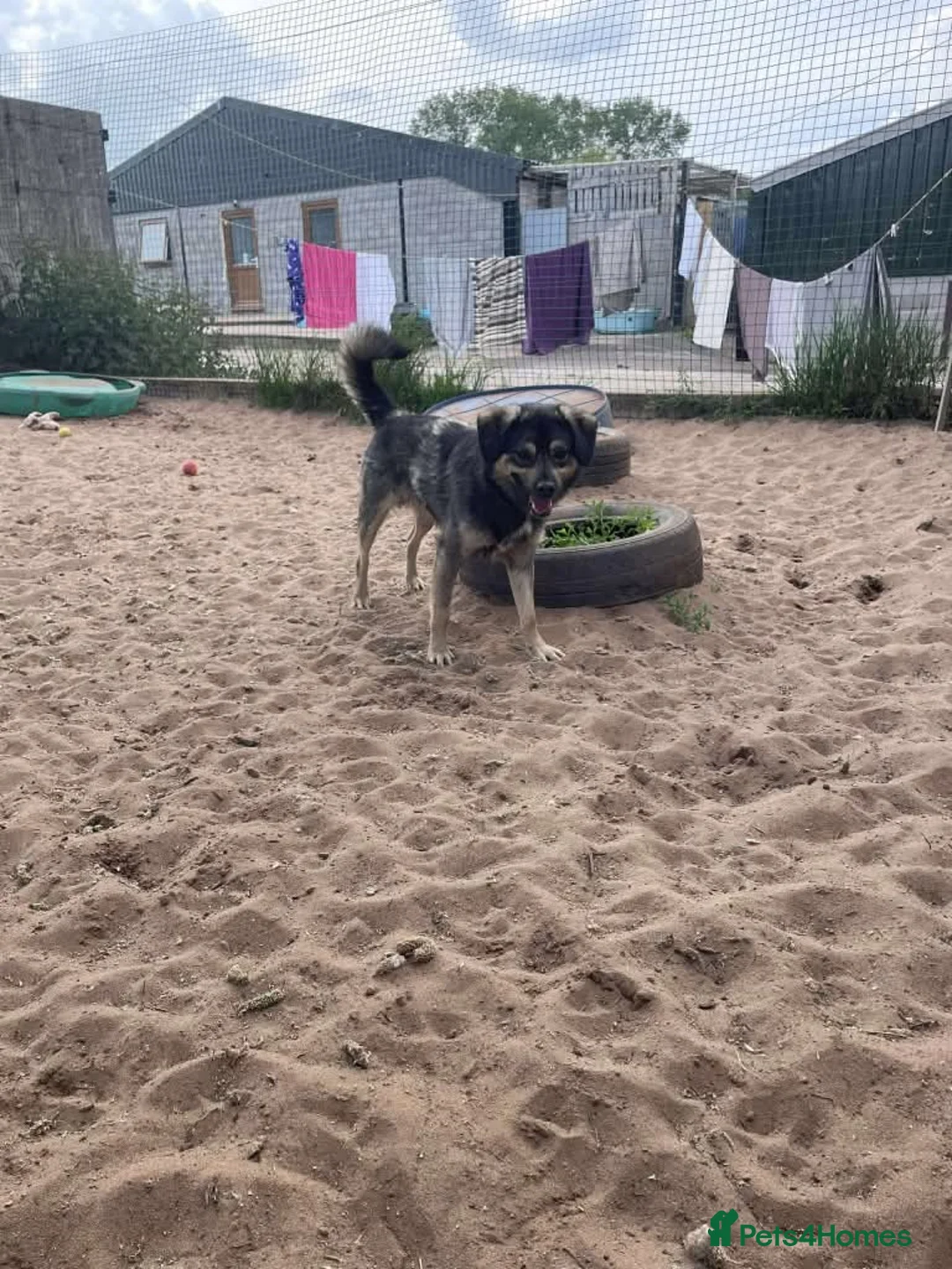 Mixed Breed dogs for adoption: Meet Isacc, currently residing in Cheshire  in Nantwich - Advert 12