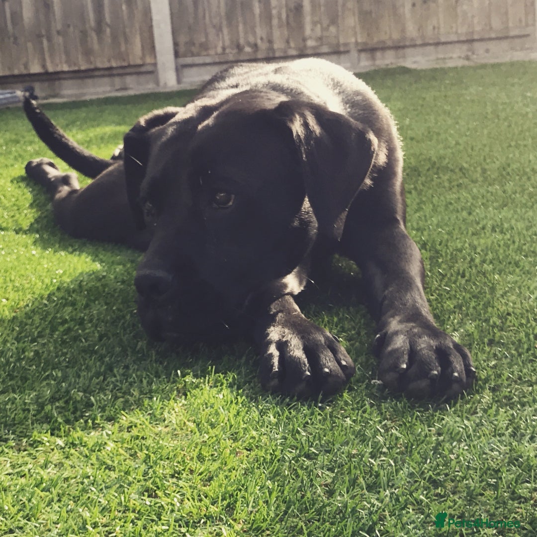 Cane Corso dogs for sale: 10 year old female rehome needed - Advert 1