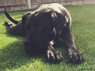 Cane Corso dogs 10 year old female rehome needed - Advert 1