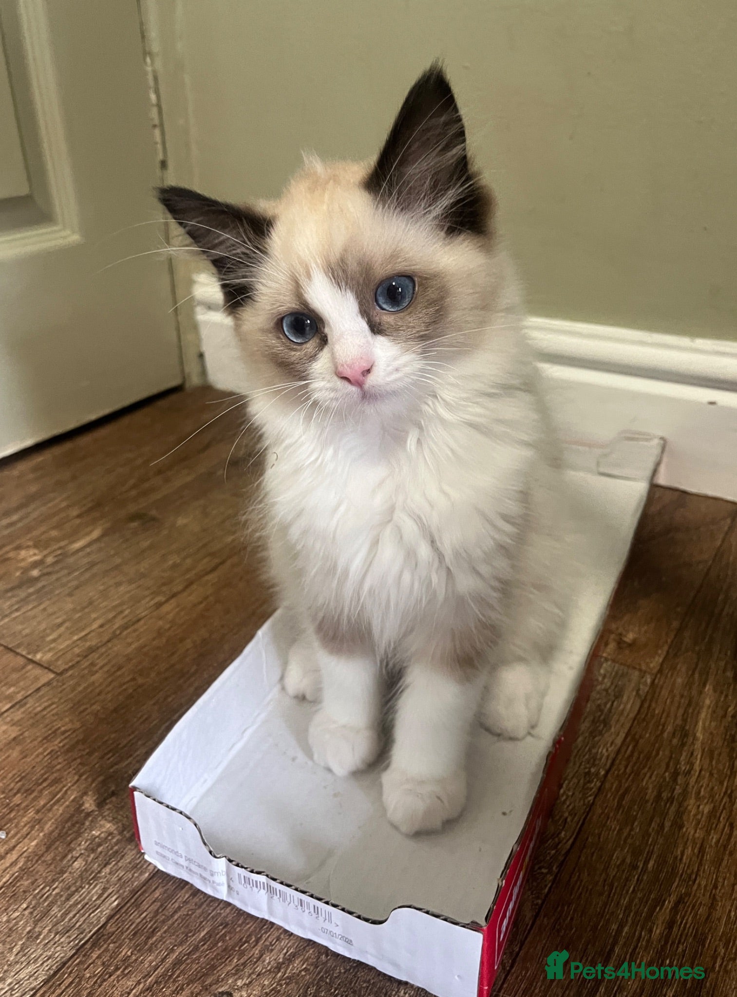 Ragdoll cats GCCF Registered Ragdoll Kittens  - Advert 1