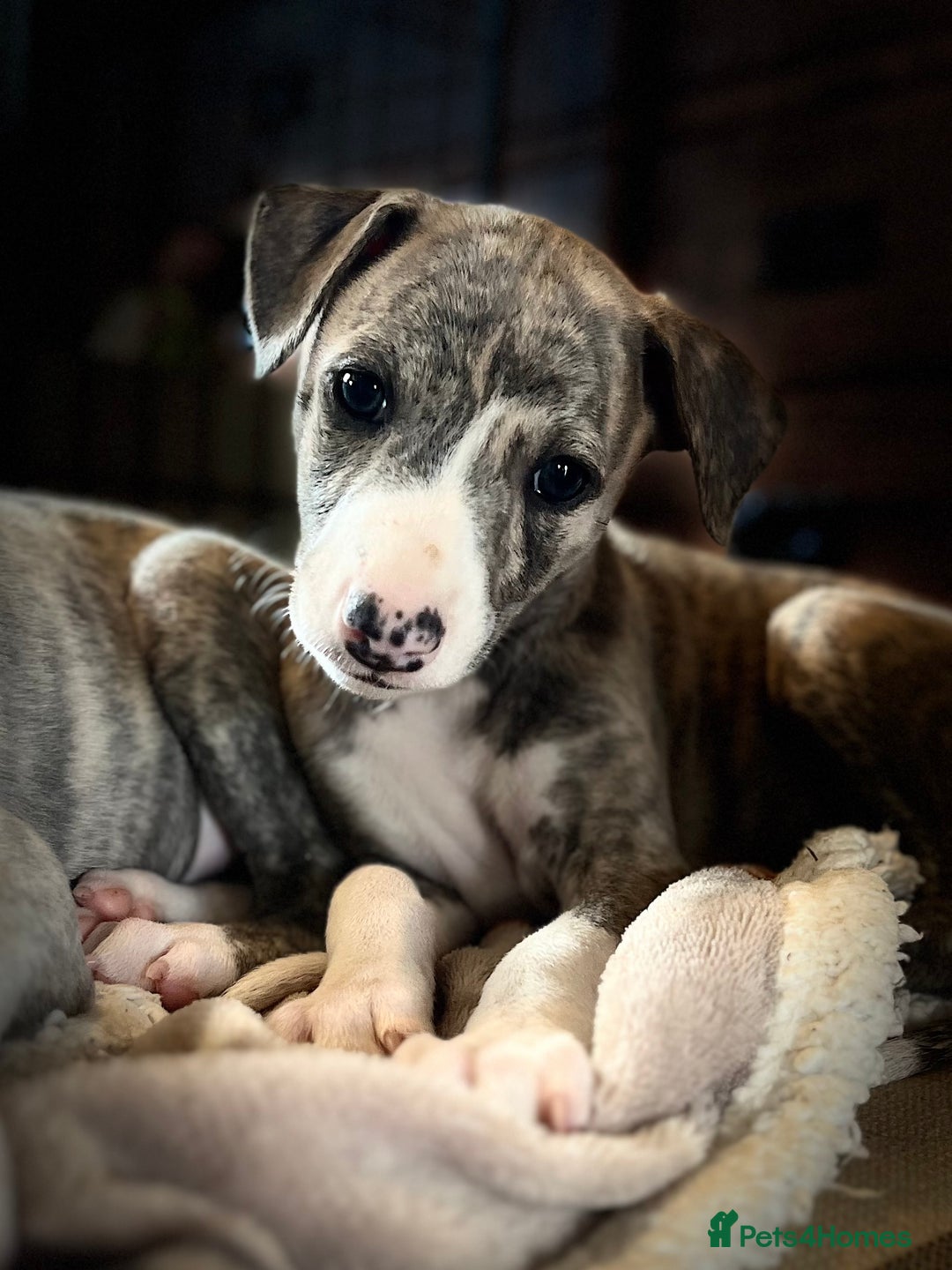 Whippet dogs for sale: Show Quality Blue Brindle KC Registered Whippets - Image 35