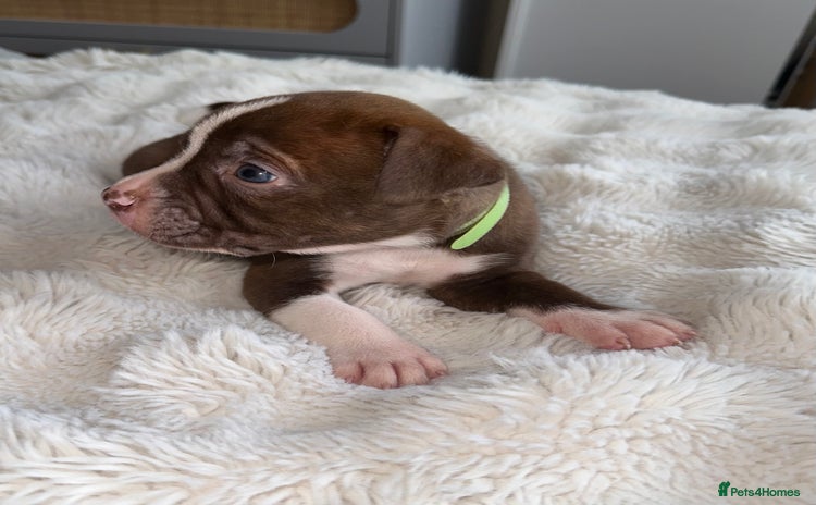 Mixed Breed dogs Olde tyme English Bulldogge/Staffy bull Collie mix - Advert 1