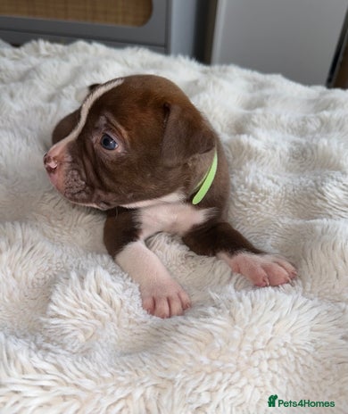 Mixed Breed dogs Olde tyme English Bulldogge/Staffy bull Collie mix - Advert 1