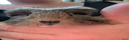 Guinea Pig rodents for sale: 2 guinea pig males  - Advert 2