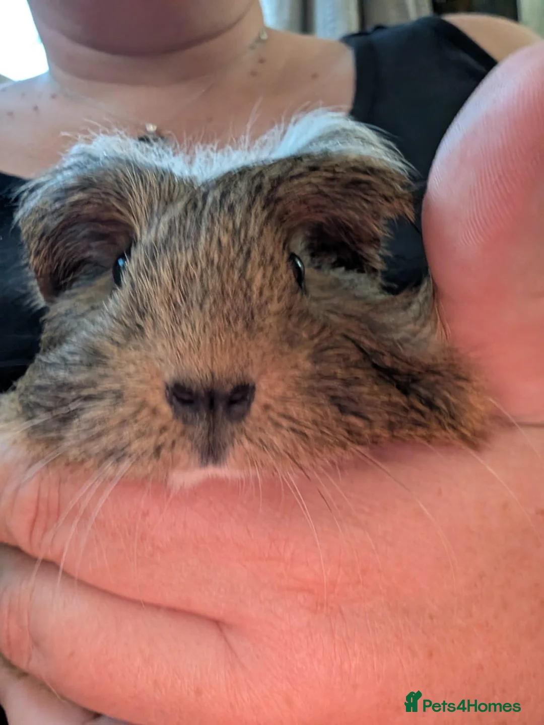 Guinea Pig rodents for sale: 2 guinea pig males  - Advert 2