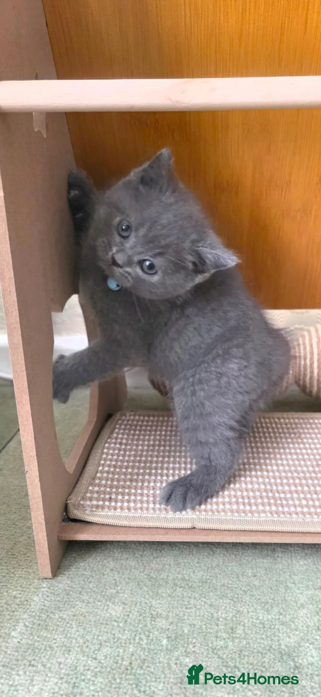 British Shorthair cats for sale: British shorthair kitten 💙💙💙 - Advert 1