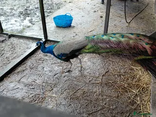 Mixed Breed birds Peacocks - Advert 17