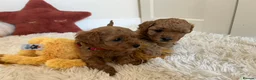 Poochon dogs for sale: Beautiful Poochon Puppies - Advert 8