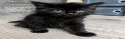 Mixed Breed cats for sale: Ragdoll cross kittens  - Advert 14