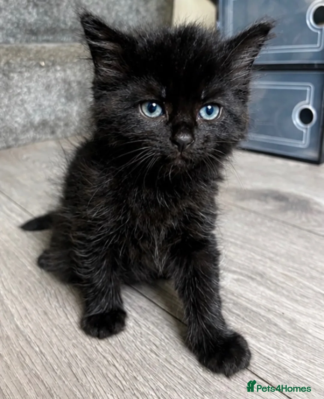 Mixed Breed cats for sale: Ragdoll cross kittens  - Advert 14