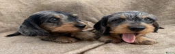 Dachshund dogs for sale: Miniature wire haired dachshunds 🐶 - Advert 15