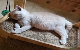 British Shorthair cats for sale: British Shorthairs Stunning Litter - Image 18