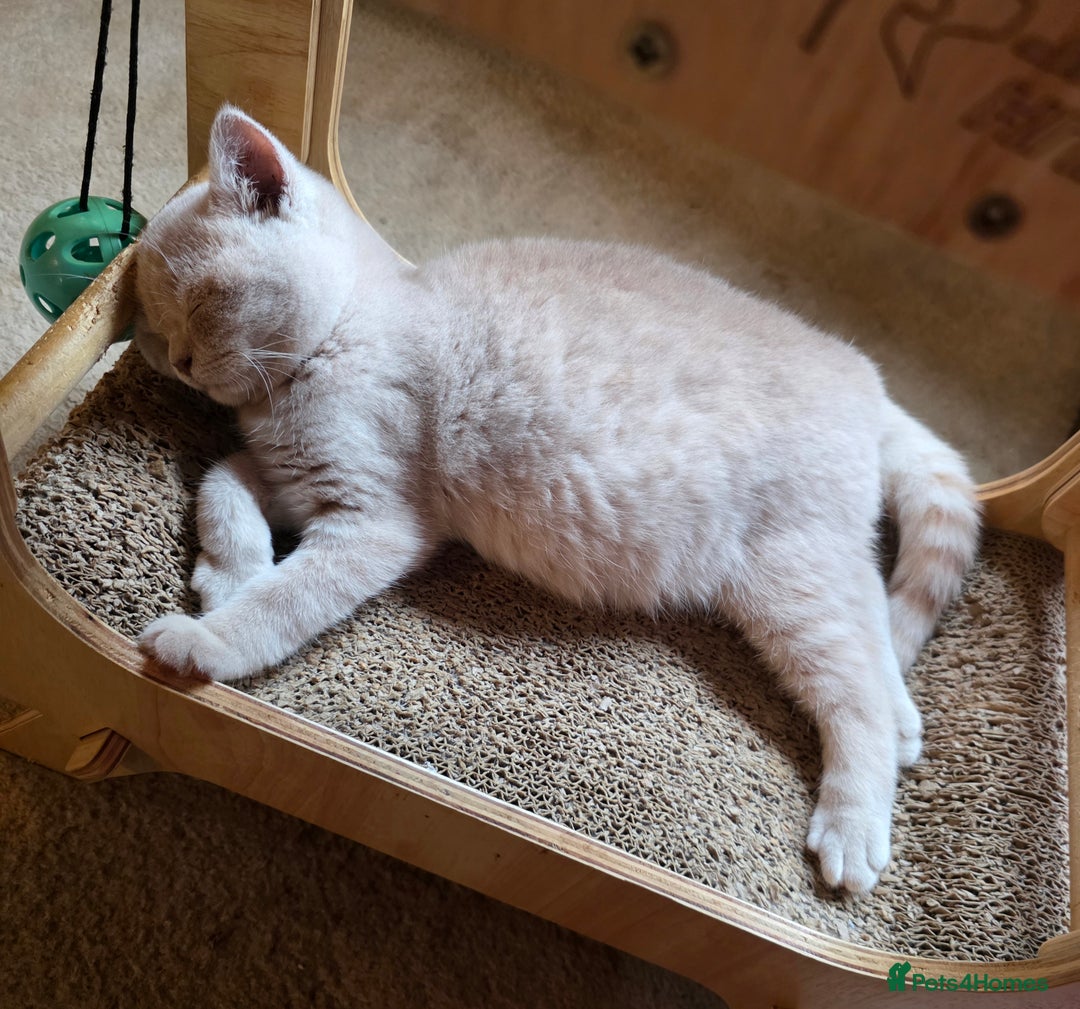 British Shorthair cats for sale: British Shorthairs Stunning Litter - Image 18