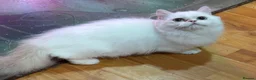 Munchkin cats for sale: ✨ Adorable TICA Registered Munchkin Kittens ✨ - Advert 18
