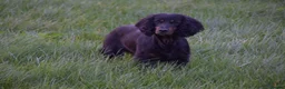 Cocker Spaniel dogs for sale: One male kc reg working Cocker spaniel  in Thirsk - Advert 4