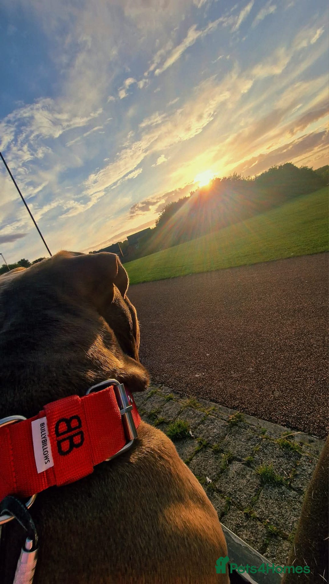 American Bully dogs for sale: Urgently seeking new home  - Advert 8