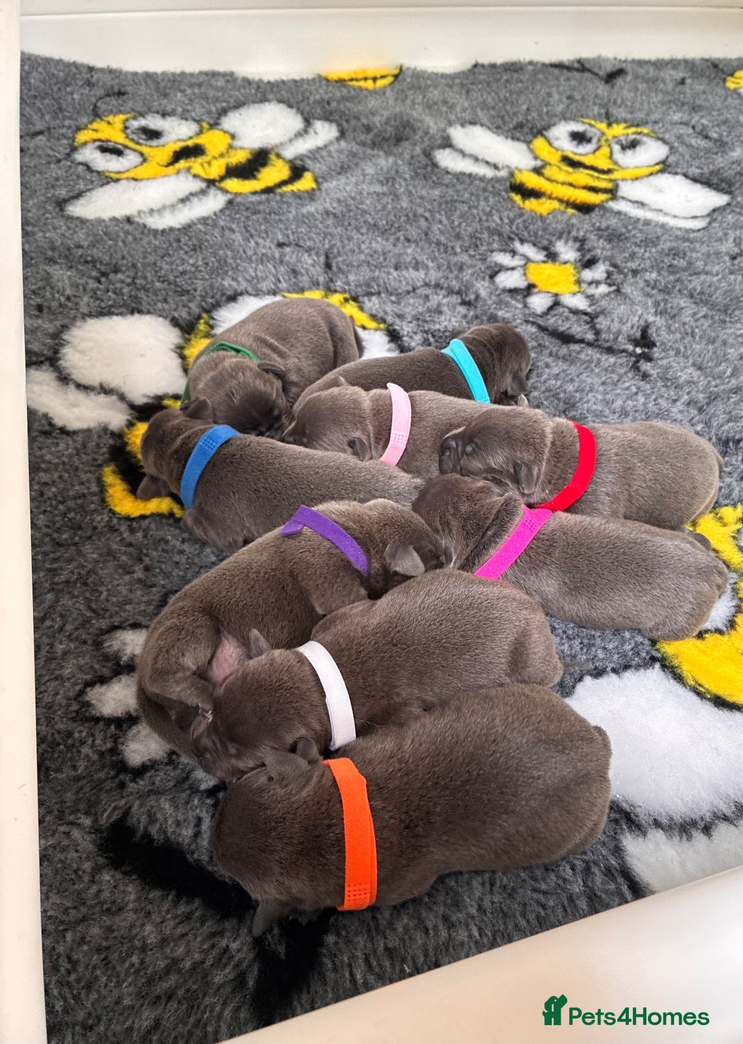 Staffordshire Bull Terrier dogs ⭐ Outstanding Staffordshire Bullterrier pups ⭐ - Advert 14