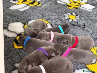 Staffordshire Bull Terrier dogs ⭐ Outstanding Staffordshire Bullterrier pups ⭐ - Advert 2