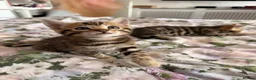 Bengal cats for sale: Beautiful bengal kittens 🐾🐾🐾 - Advert 3