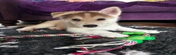 Siberian Husky dogs for sale: Exceptional Siberian Husky x Gsd Puppy - Advert 7