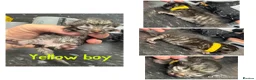 Ragdoll cats for sale: Ragdoll mix - Advert 4