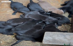 Labrador Retriever dogs for sale: Outstanding DRAKESHEAD working Labrador Puppies  - Image 10