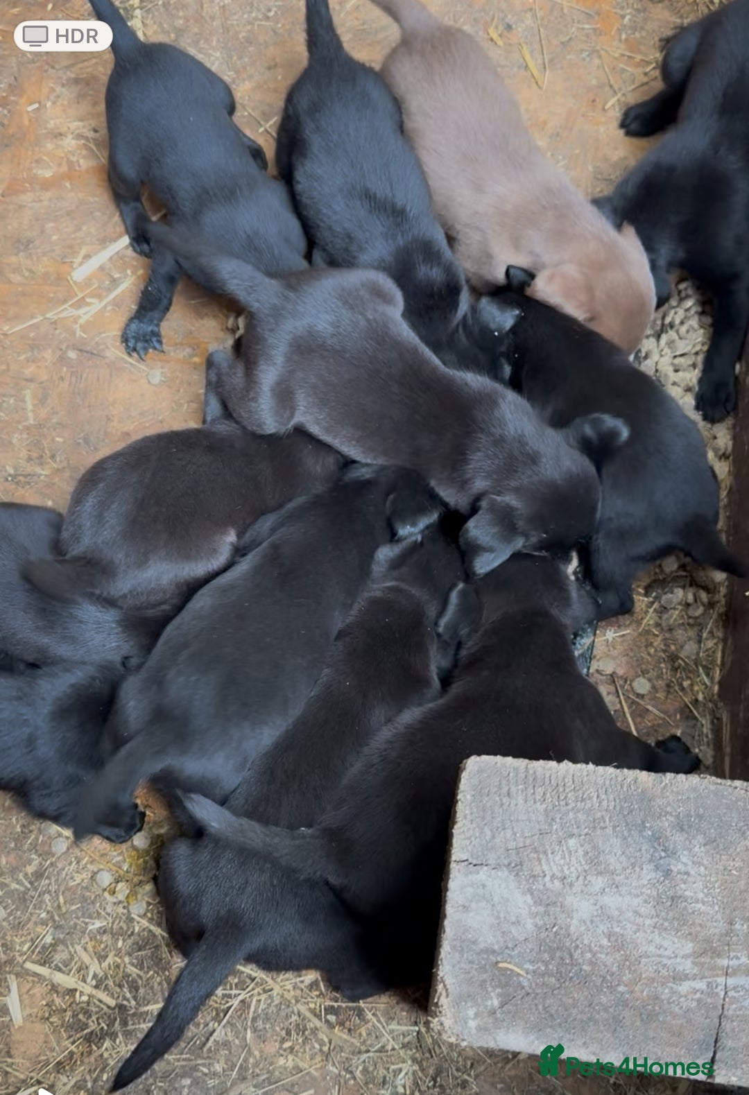 Labrador Retriever dogs for sale: Outstanding DRAKESHEAD working Labrador Puppies  - Image 10
