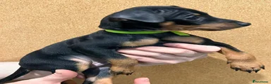 Miniature Pinscher 2