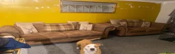 Mixed Breed dogs for sale: Old tyme bulldog cross  - Advert 5