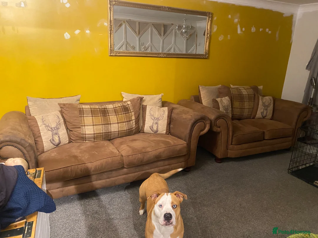 Mixed Breed dogs for sale: Old tyme bulldog cross  - Advert 5