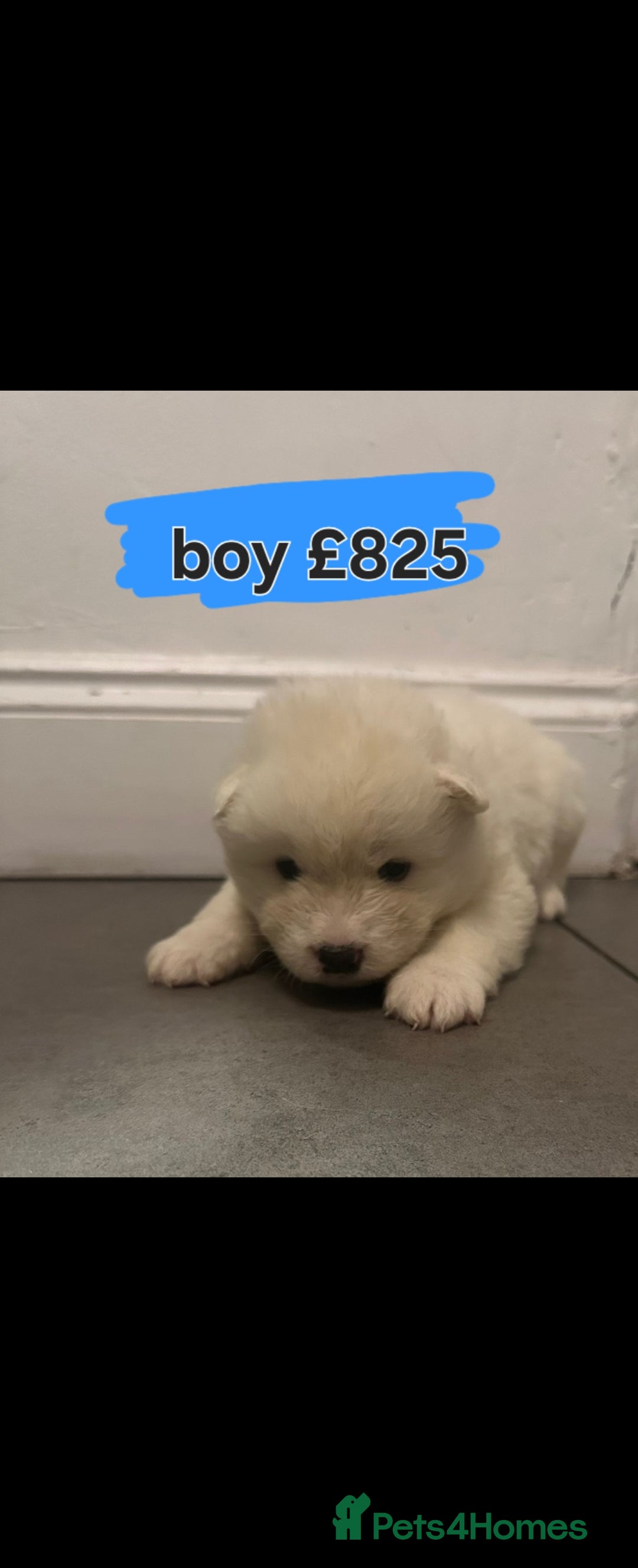 Akita dogs for sale: American akita puppies - Advert 2