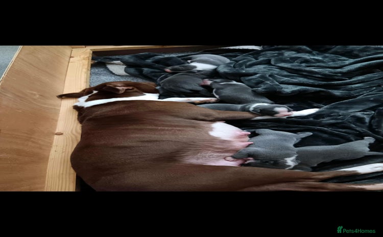 Staffordshire Bull Terrier dogs - Advert 3