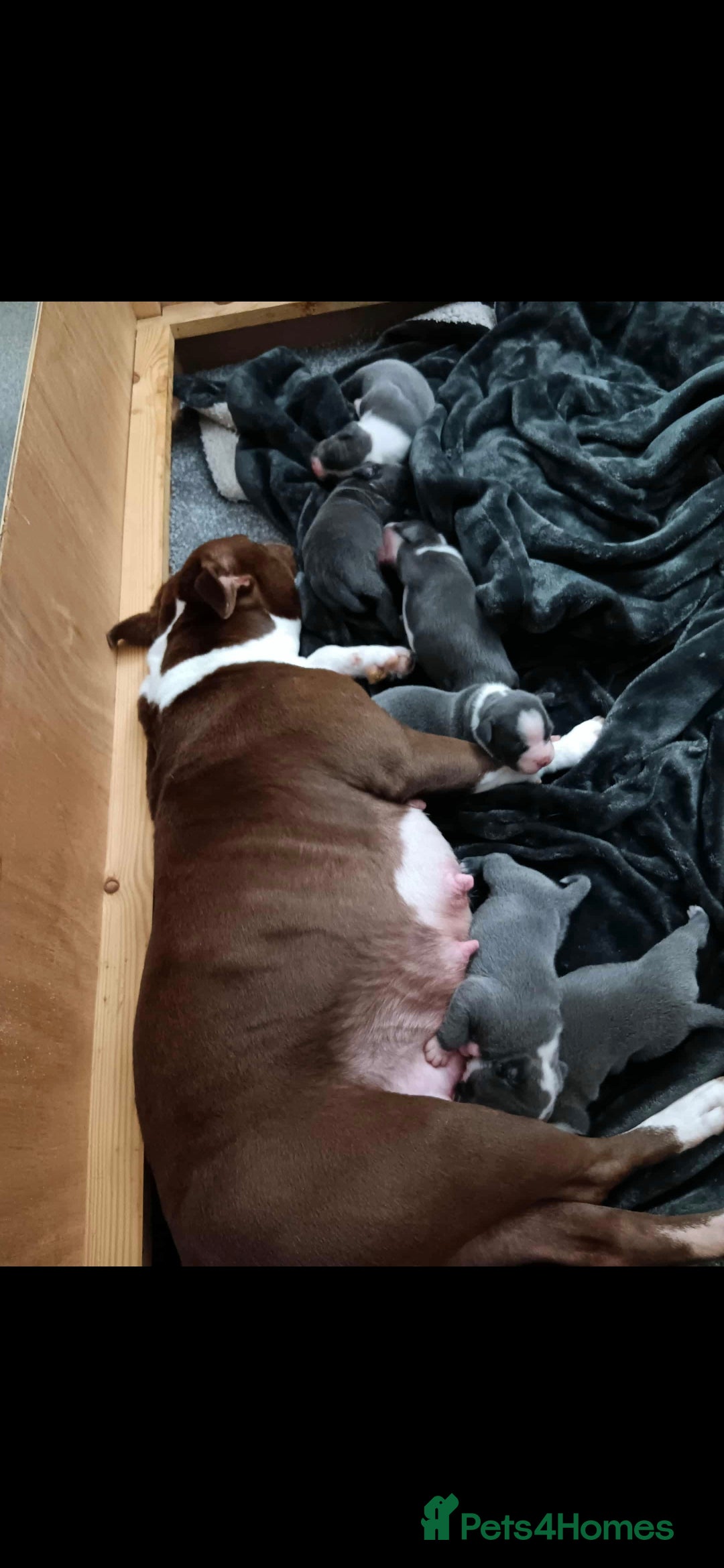 Staffordshire Bull Terrier dogs for sale: Blue Staffordshire Bull Terrier Puppies - Advert 1