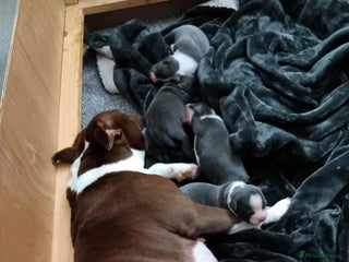 Staffordshire Bull Terrier dogs Blue Staffordshire Bull Terrier Puppies - Advert 4