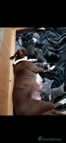 Staffordshire Bull Terrier dogs - Advert 3