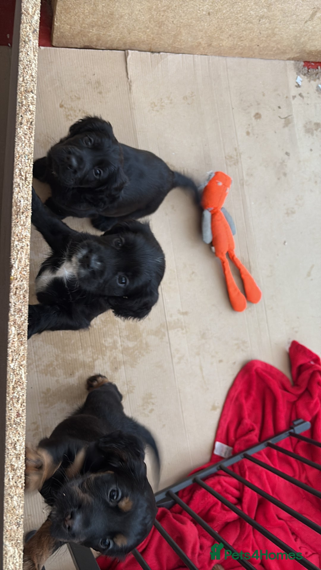 Cocker Spaniel dogs for sale: Beautifully marked Cocker Spaniel Pups For Sale - Advert 10
