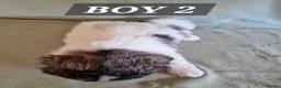 Shih Tzu dogs for sale:  beautiful Shih Tzu puppies available - Advert 14