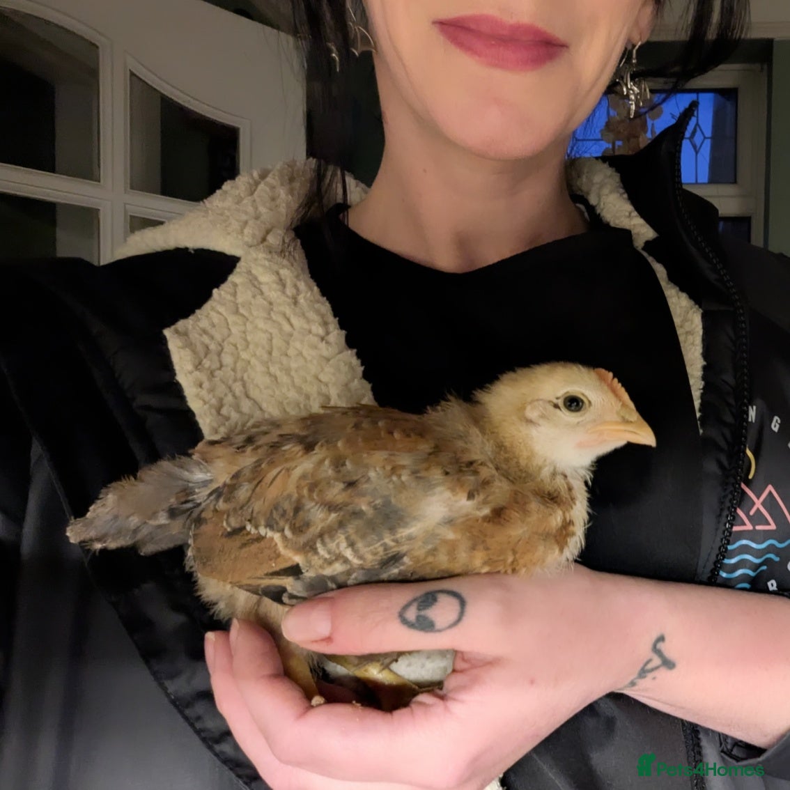 Chickens poultry Young Cockerels for sale - Advert 6